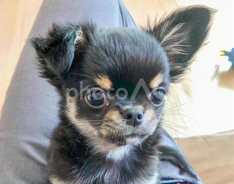 ご主人様の上に座る子犬のチワワ 犬,チワワ,ペットの写真素材