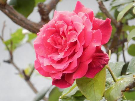 【薔薇の写真】バラの花の写真