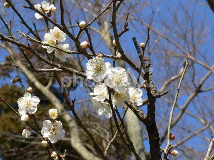 ２月・開花し始めた白梅の花 白梅,ウメ,花の写真素材