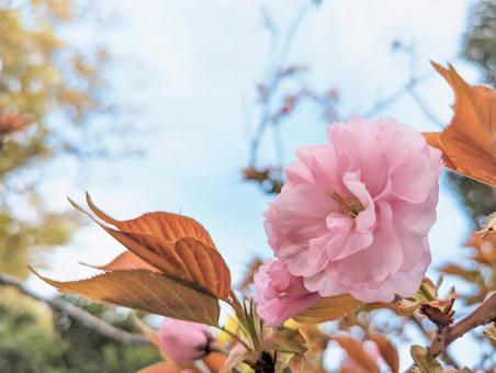 八重桜 ピンク 八重桜 ピンクの写真
