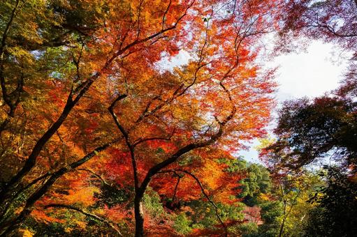 紅葉風景 紅葉風景,紅葉,箕面の写真素材