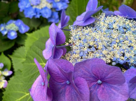 Photo, hydrangea, vivid, bud, 