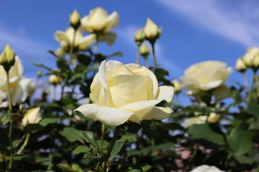 バラ園にて白い薔薇を撮影しました バラ園にて白い薔薇を撮影しましたの写真
