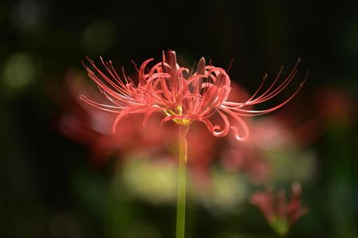秋の花:ヒガンバナ50 秋の花:ヒガンバナ50の写真