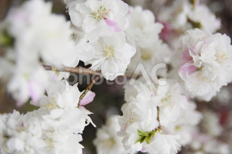 ウメに似ているサクラ 桜,桜並木,ピンク色の写真素材