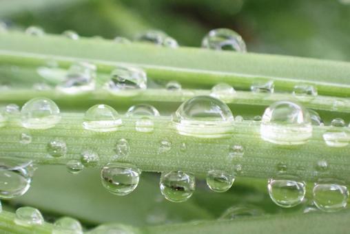 葉っぱ 水滴,雨,雨粒の写真素材