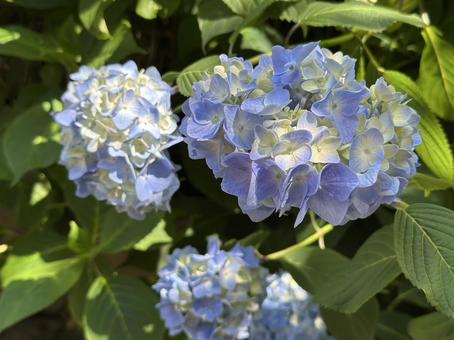Photo, hydrangea, blue, pale, 