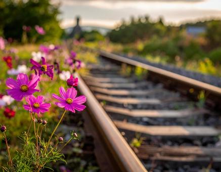 線路とコスモスの写真