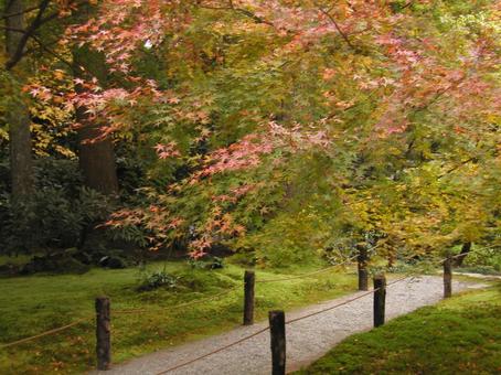 京都　大原 京都市,左京区,秋の写真素材