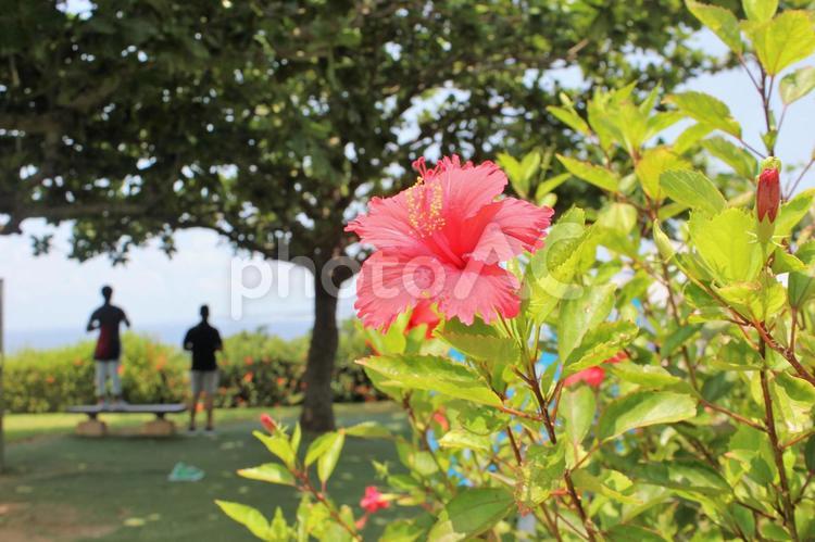 ハイビスカスの花が咲いている。沖縄県にて 赤,ハイビスカス,アジアの写真素材