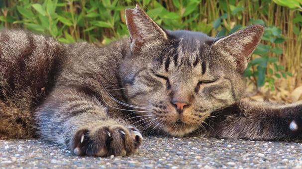 完全にやる気を失っているもふもふな猫様 猫,キジトラ,眠り猫の写真素材