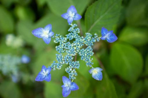 あじさい あじさい 紫陽花,あじさい,ガーデンの写真素材