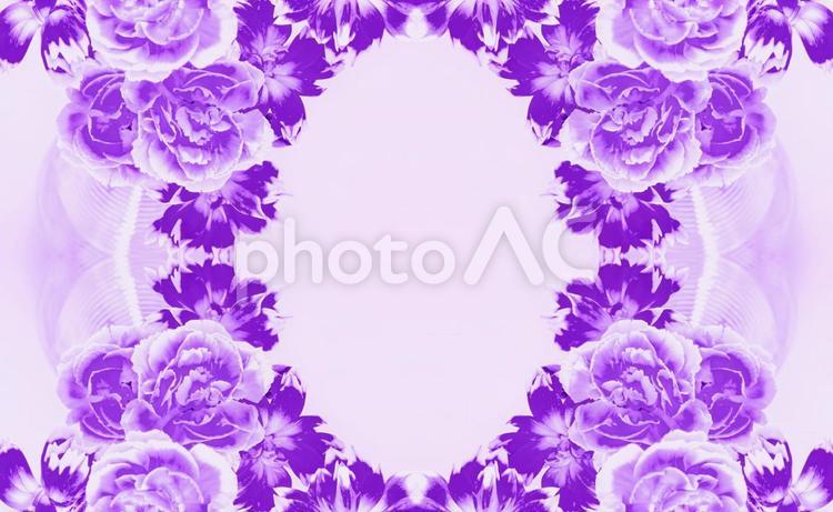 カーネーションの花柄イメージ素材 花,紫,カーネーションの写真素材