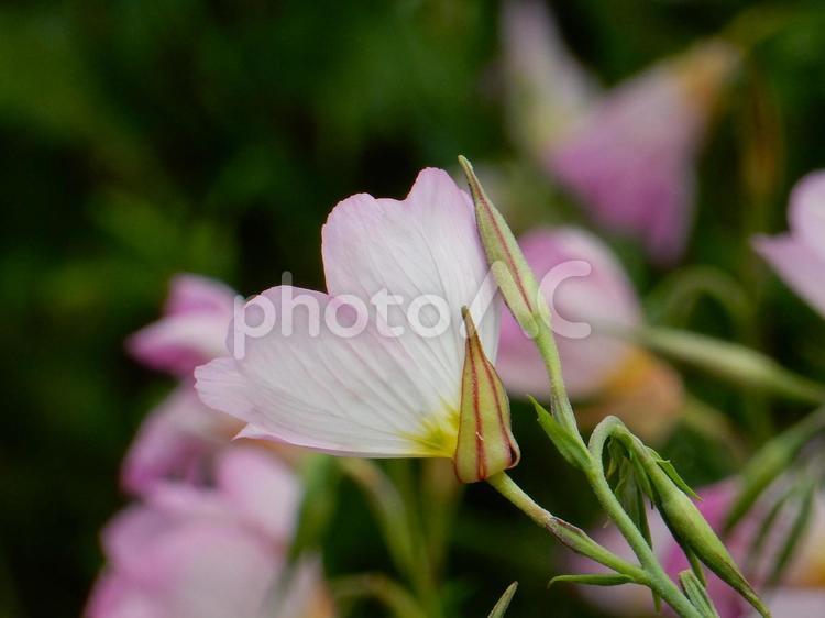 【花の写真】ヒルザキツキミソウ ヒルザキツキミソウ,昼咲月見草,ツキミソウの写真素材