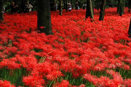 巾着田の彼岸花 巾着田の彼岸花 彼岸花,花,曼珠沙華の写真素材