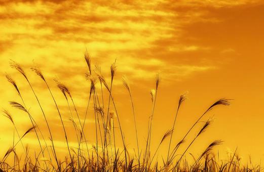Autumn image material / Evening sky and silver grass, JPG
