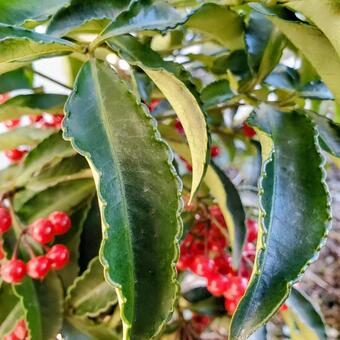 センリョウ センリョウ,千両,正月の写真素材