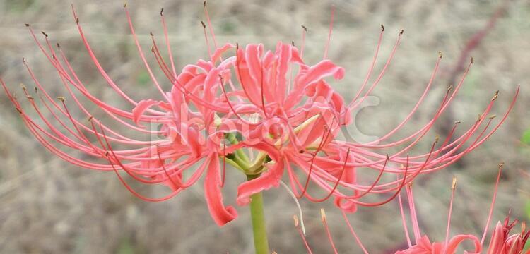 秋の訪れを告げる彼岸花 彼岸花,曼珠沙華,花の写真素材