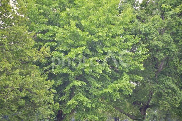 緑の森の公園 木,緑,樹木の写真素材