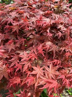 真っ赤なモミジ 2 もみじ,紅葉,秋の写真素材
