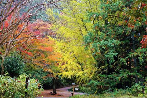 色づく山の風景 紅葉,黄葉,神戸市立森林植物園の写真素材