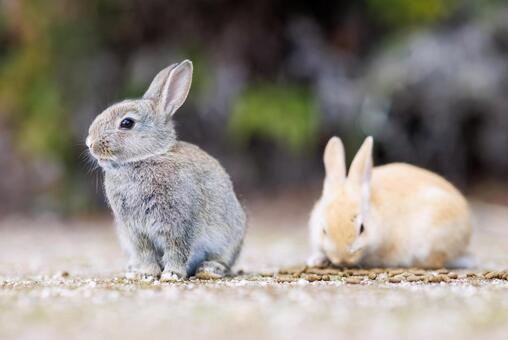 大久野島の兎 うさぎ,大久野島,子うさぎの写真素材