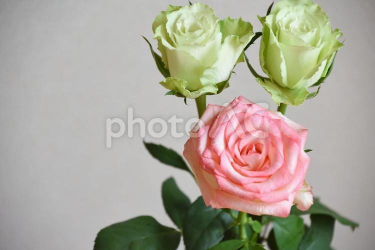 緑とピンクのばら 薔薇,ばら,バラの写真素材