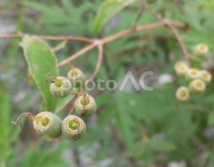 ウツギの実 ウツギ,実,雑草の写真素材