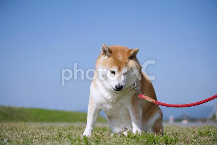 柴犬と青空① 犬,柴犬,可愛い犬の写真素材