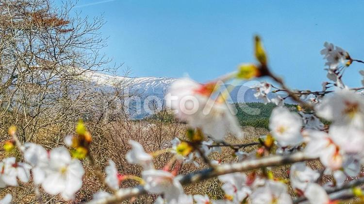 青空と山々をバックに桜が咲いている風景 花,春,青空の写真素材
