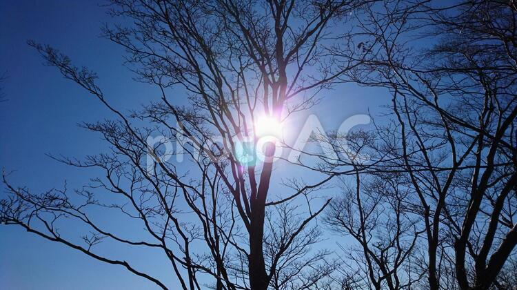 木漏れ日 太陽,自然,暁の写真素材