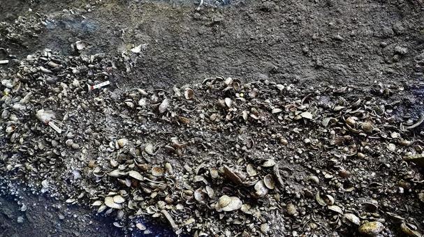 Cross section of shell beds at Kasori Shell Mound Park in Wakaba Ward, Chiba Prefecture, JPG