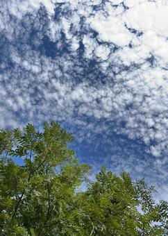 うろこ雲と木 うろこ雲と木の写真