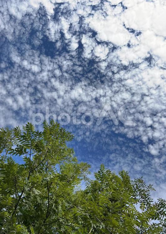 うろこ雲と木 うろこ雲,空,木の写真素材