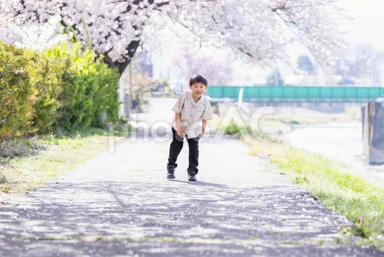 桜の下で微笑む男の子 桜,小学生,ランドセルの写真素材