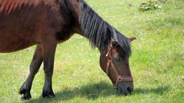 初秋の開田高原放牧場の木曽馬 初秋の開田高原放牧場の木曽馬 木曽馬,開田高原,馬の写真素材