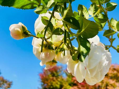 白いバラと秋の青空 バラ,薔薇,白の写真素材