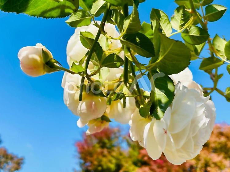 白いバラと秋の青空 バラ,薔薇,白の写真素材