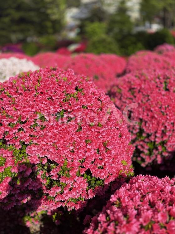 つつじまつり つつじ苑 つつじ苑,植物,庭の写真素材