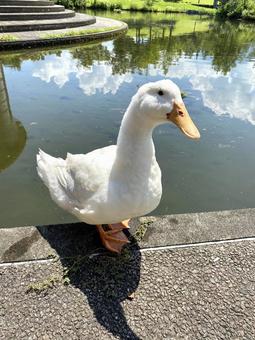 アヒル アヒル,鳥,野鳥の写真素材