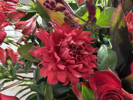 赤いダリア 真紅,花束,ブーケの写真素材