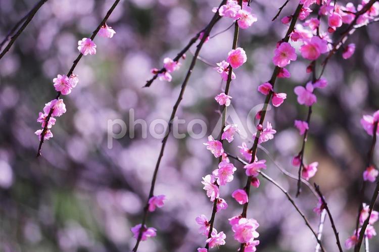 満開の美しい梅の風景 梅,春,花の写真素材