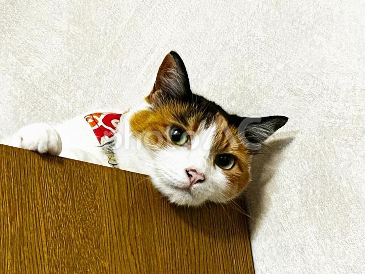 暑くなると下駄箱に上がる猫 三毛猫,下駄箱,calicoの写真素材