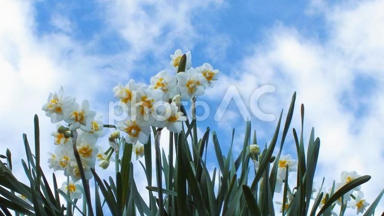 冬空とすっきり咲く水仙の白い花 水仙,きれい,白い花の写真素材