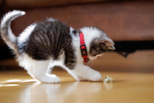 遊ぶ子猫 マンチカン,猫,子猫の写真素材