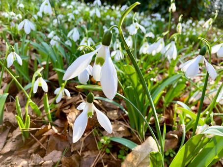 スノードロップ スノードロップ,花,白の写真素材