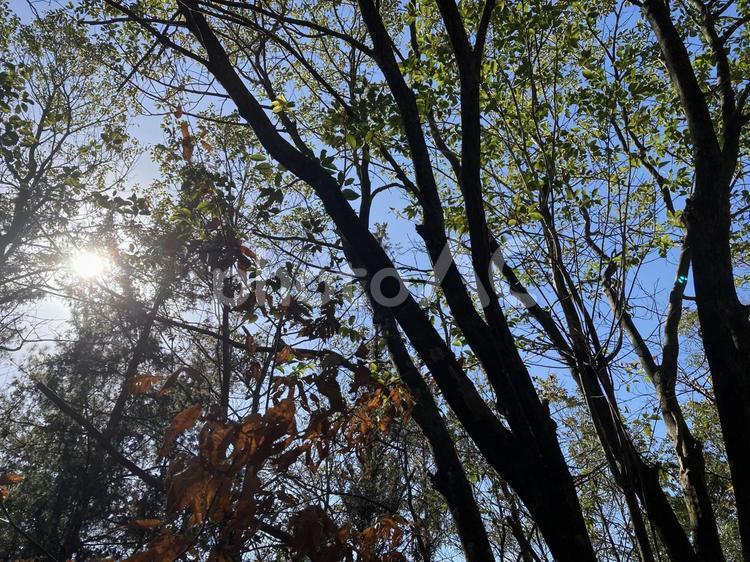 木漏れ日 木漏れ日,木,自然の写真素材