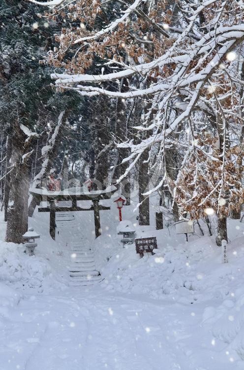 雪が積もった神社と雪景色 神社,フラッシュ,雪の写真素材