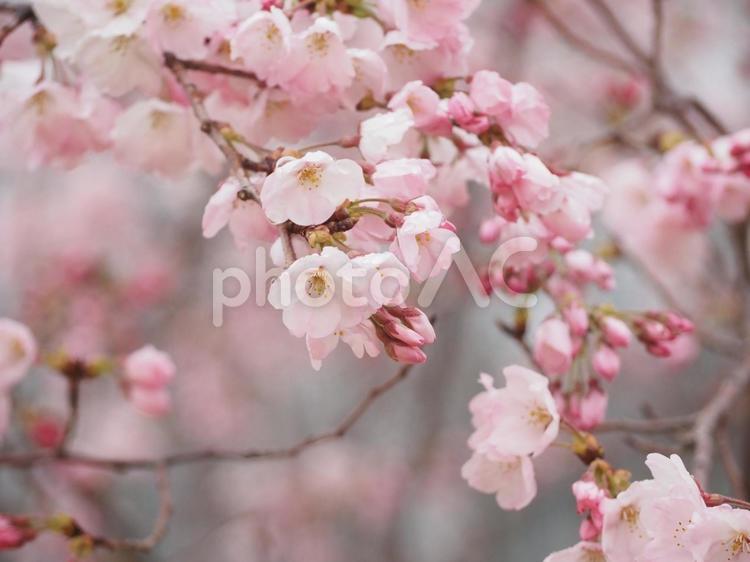 雨の中のさくらの花 さくら,桜,サクラの写真素材