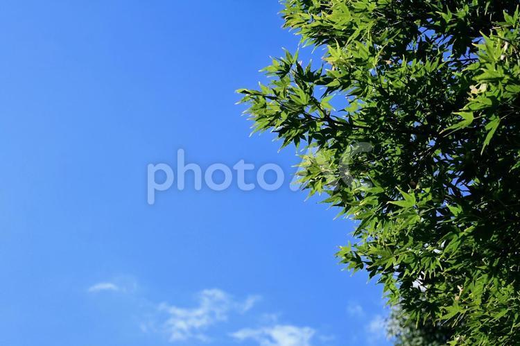 夏の青空と新緑のモミジの葉 モミジ,青空,夏の写真素材